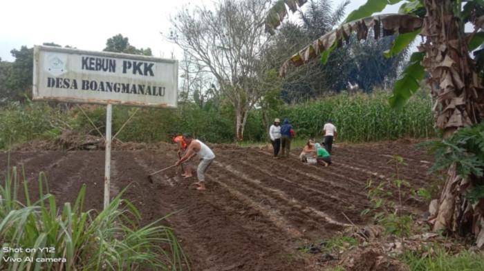 Kebun Kentang Desa Boangmanlu