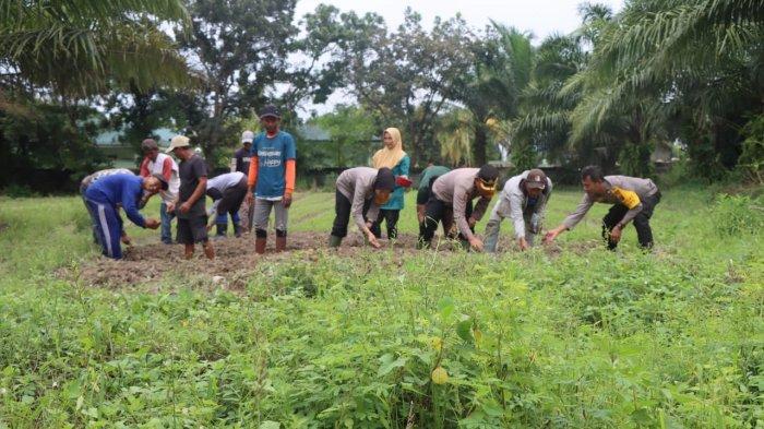 Kepolisian Resor Kota Deliserdang meluncurkan Gugus Tugas Polri sebagai bagian dari upaya mendukung ketahanan pangan nasional di Lahan ketahanan Pangan