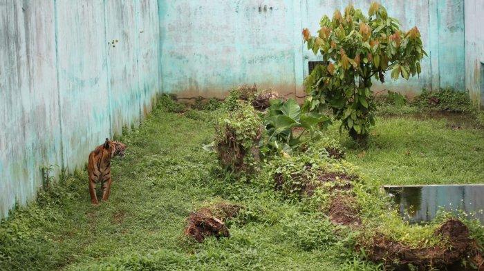 Kondisi terkini Harimau di Medan Zoo