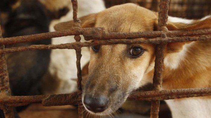 Konsumsi daging anjing di Kota Solo cukup tinggi. Kebiasaan ini tidak selaras dengan branding Kota Solo sebagai kota budaya. 