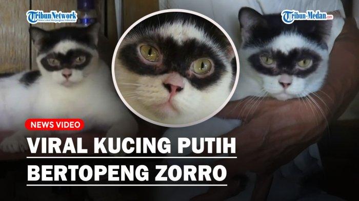 Viral Kucing Bertopeng Zorro Raup Keuntungan hingga Rp100 Juta per