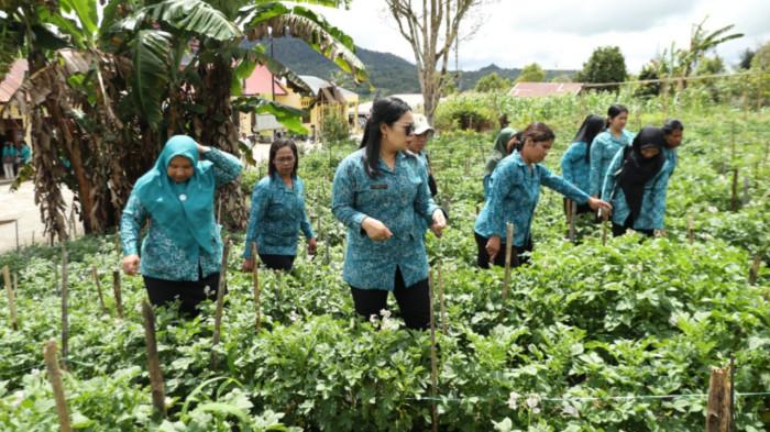 Lahan kentang TP PKK Desa Boangmanlu