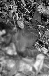 OPM BUNUH SIPIL: Aksi keji gerombolan Organisasi Papua Merdeka (OPM) atau Kelompok Kriminal Bersenjata (KKB) dikabarkan membunuh sejumlah warga sipil yang berprofesi sebagai pendulang emas di wilayah Distrik Suntamon, Kabupaten Yahukimo, Papua Pegunungan pada Selasa (8/4/2025). (Dok. Puspen TNI)