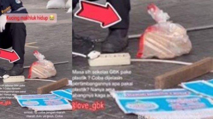 PENGAKUAN Pengelola GBK Usai Viral 2 Petugas Masukkan Kucing ke Karung Plastik, Pelaku Adalah Vendor