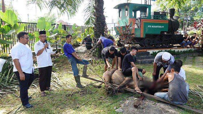 PTPN IV melaksanakan kurban dalam rangka Iduladha 1444 Hijriah.