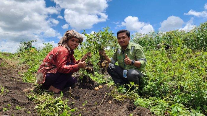 Kelompok Tani Huta (KTH) Parsaoran Parpatihan panen kentang perdana di lahan yang berdampingan dengan wilayah konsesi PT Toba Pulp Lestari, Tbk atau TPL di Dusun Parpatihan, Desa Tapian Nauli III, Kecamatan Sipahutar, Kabupaten Tapanuli Utara.