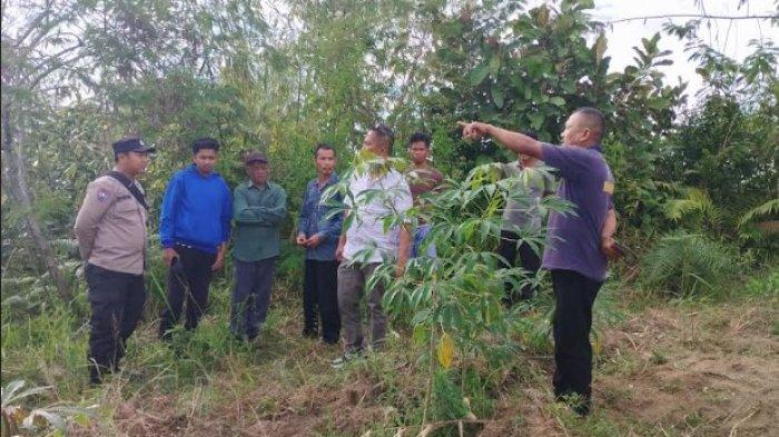 Penemuan jejak kaki yang diduga hewan Harimau di perladangan milik warga yang berada di Kelurahan Panji Dabutar Kecamatan Sitinjo Kabupaten Dairi, Jumat (3/1/2025).