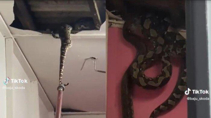 Penemuan ular piton di rumah warga.