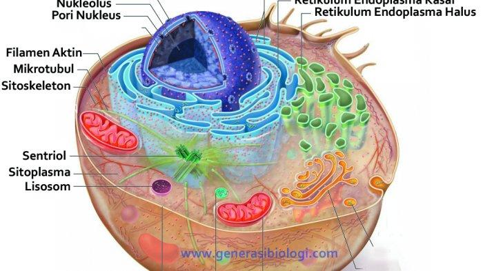 Sel : Jenis dan Perbedaan Sel Materi Belajar Biologi - Tribun-medan.com