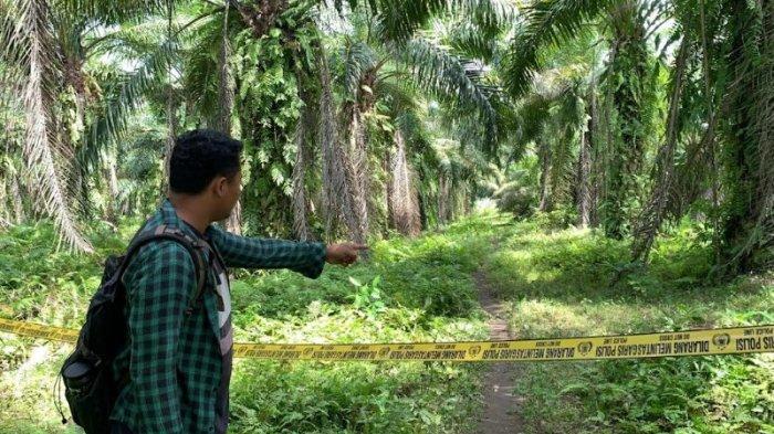 Perkebunan sawit di Jalan Jatirejo, Desa Sampali, Kecamatan Percut Seituan, Deliserdang, lokasi tempat mayat wanita bernama Tiar Martha Situngkir (33) ditemukan oleh warga. Kini, lokasi tersebut telah dipasang garis polisi, Kamis (12/12/2024).