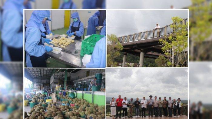 Perusahaan eksportir durian di Distrik Khlong Luang, Provinsi Pathum Thani, Thailand. (Diskominfo Pakpak Bharat)