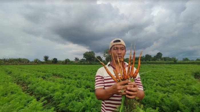 Petani wortel di Kabupaten Karo Jhon Musa Purba, menunjukkan hasil tanaman wortelnya yang jauh dari kualitas normal akibat tertipu bibit tak jelas, saat ditemui di ladangnya, di Desa Rumah Kabanjahe, Kecamatan Kabanjahe, Senin (22/4/2024). Kondisi ini terjadi akibat kelangkaan bibit wortel lokal yang terjadi selama beberapa waktu terakhir. (TRIBUN MEDAN/MUHAMMAD NASRUL)