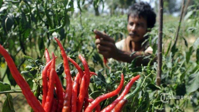 ILUSTRASI Petani Cabai. Provinsi Sumatera Utara mengalami deflasi 0,13 persen pada November 2022.