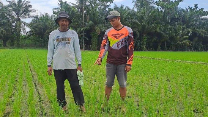 Puluhan hektare sawah di Desa Sukaraja, Kecamatan Air Putih, Kabupaten Batubara terancam gagal panen karena kekeringan dampak dari tanggul sungai Dalu-dalu jebol, Rabu (24/1/2024).