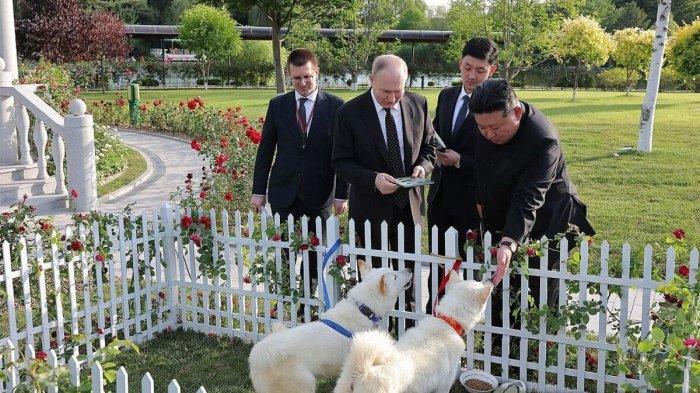 Presiden Rusia Vladimir Putin saat menerima hadiah sepasang anjing Pungsan dari Kim Jong Un
