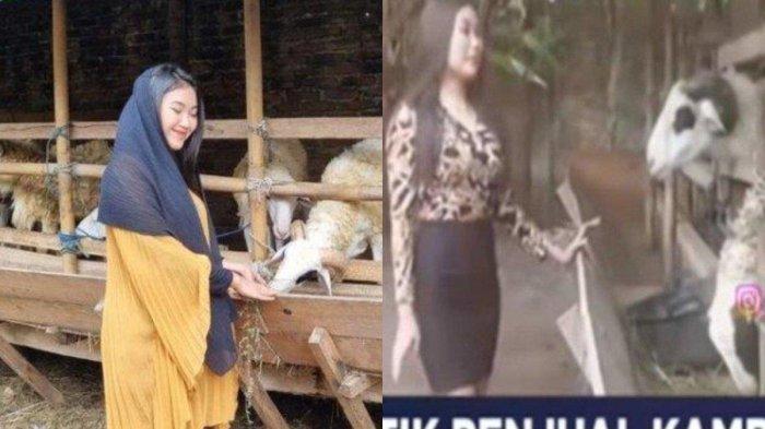 Penampilan SPG hewan kurban di Jogja berubah lebih tertutup.