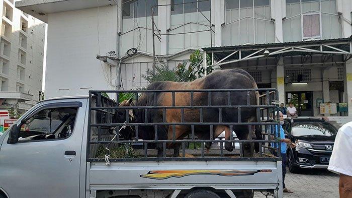 Sapi kurban dari Presiden Joko Widodo diserahkan kepada Badan Kenadziran Masjid (BKM) Masjid Agung Medan untuk disembelih pada Hari Raya Idul Adha 1444 Hijriah besok, Kamis (29/6/2023).