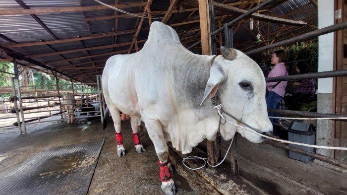 Sapi kurban Presiden Indonesia, Joko Widodo yang berasal dari Peternakan Bang Yanto (YT) Farm yang berada di Jalan Labu, Kelurahan Paya Roba, Kecamatan Binjai Barat, Kota Binjai, Sumatera Utara, Jumat (14/6/2024). 