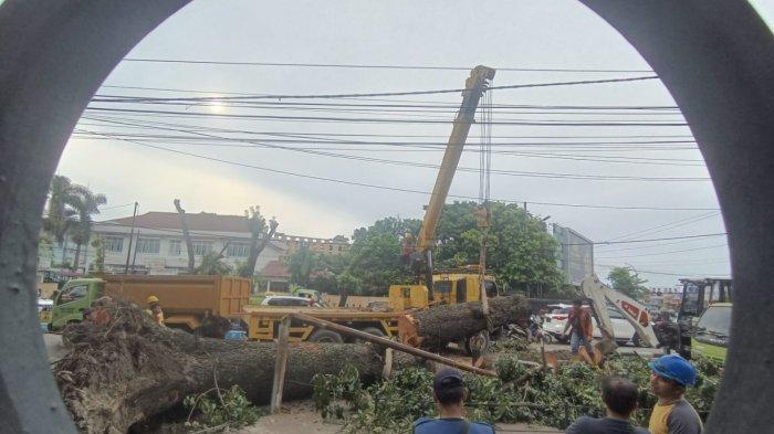 Sejumlah pekerja dari Dinas SDABMBK Medan  sedang memotong pohon yang tumbang di Simpang Glugur,Jumat (25/10/2024). Sebelum kejadian, warga dengar suara 'krek' tiga kali dari pohon tumbang tersebut.