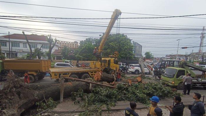 Sejumlah pekerja dari Dinas SDABMBK Medan sedang memotong pohon yang tumbang di Simpang Glugur, Jumat (25/10/2024).