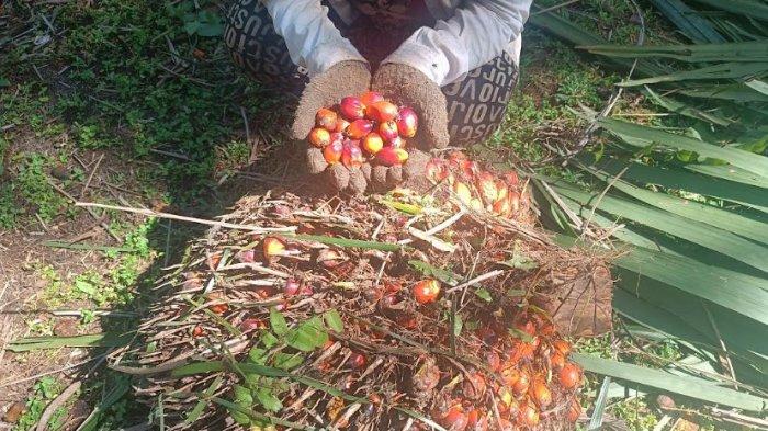 Seorang buruh perkebunan kelapa sawit terlihat tengah melakukan aktivitas harian, mengutip brondolan yang berserakan di tiap batang pohon. (Tribun Medan/Husna Fadilla)