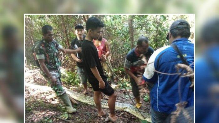 Kronologi Siriati, ibu rumah tangga berusia 30 tahun, ditelan ular piton sepanjang 6 meter di Sulawesi Selatan. Siriati merupakan warga di Dusun Balatana, Desa Siteba, Kecamatan Walenrang Utara, Kabupaten Luwu, Sulawesi Selatan. (Istimewa)
