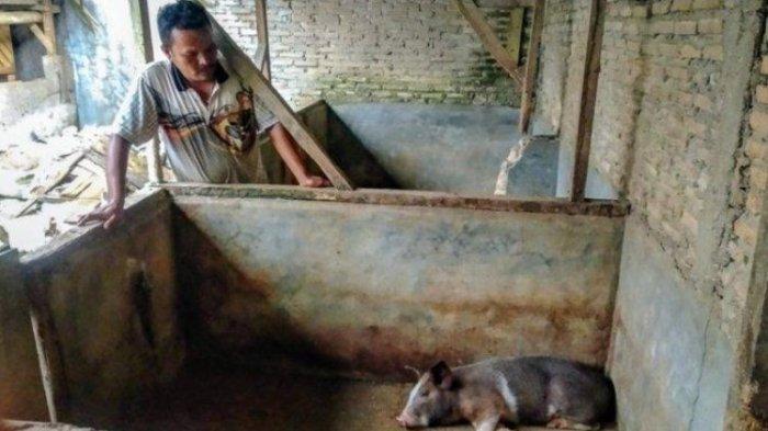 TERNAK BABI MATI - Peternak babi di Desa Lae Nuaha, Kecamatan Siempat Nempu Hulu, Kabupaten Dairi mengamati babi ternaknya yang terbujur lesu di lantai kandang, Jumat (18/10/2019). Saat ini ternak babi milik warga di Kabupaten Deli Serdang pada bermatian karena virus flu babi.
