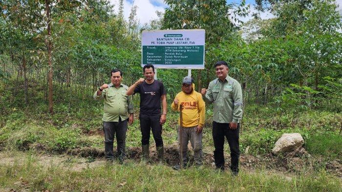 Kelompok Tani Hutan (KTH) Saborang Mulana, Desa Dolok Parmonangan, Kecamatan Dolok Panribun, Kabupaten Simalungun berkolaborasi dengan Toba Pulp Lestari (TPL).