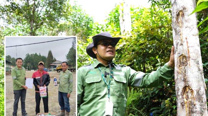 PT Toba Pulp Lestari, Tbk atau TPL melakukan pelestarian tanaman endemik yang punya nilai budaya dan ekonomi tinggi. Seperti kemenyan atau haminjon (dalam bahasa Batak).