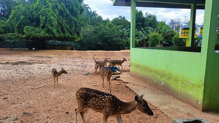 Rusa-rusa bermain di Taman Rusa Sekupang