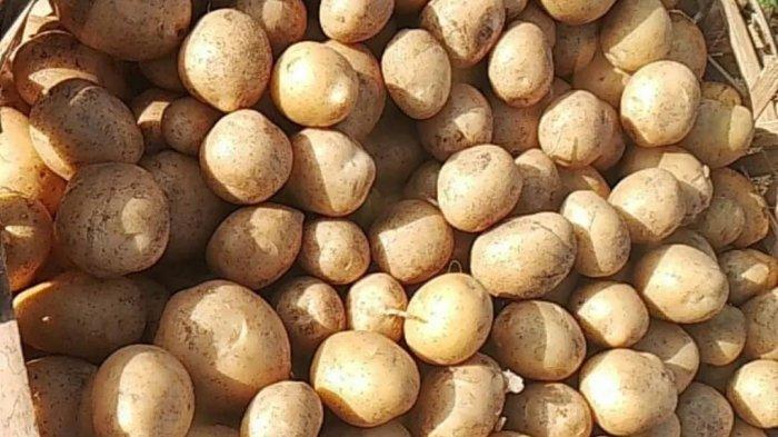 KENTANG VARIETAS GRANOLA (G1) - Kelompok Tani di Desa Boangmanalu Pakpak Bharat melakukan pemanenan tanaman kentang varietas Granola (G1) pada 14 Juni 2023 lalu. (HO)