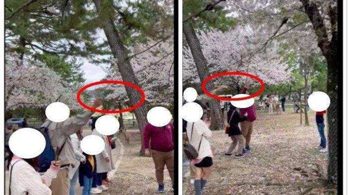 Turis Diduga Asal Indonesia Viral di Jepang, Rontokkan Bunga Sakura, Digunjing Netizen Luar Negeri