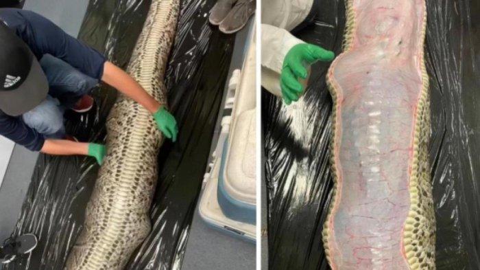 Ular piton mangsa ternak.