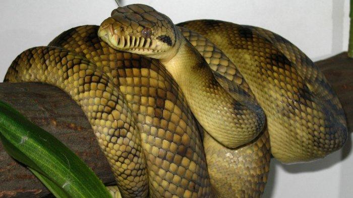 Ular Piton Maluku (Simalia clastolepis)