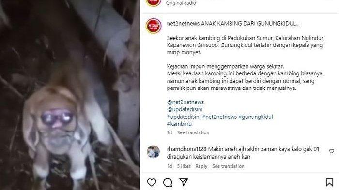 VIRAL Anak Kambing Berwajah Mirip Monyet dan Mata Melotot, Warga Gempar, Ini Penjelasan Ilmiahnya