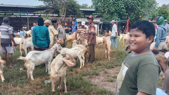 VIRAL Anak SD Berhasil Kurban Kambing Pakai Uang Sendiri, Ternyata Nabung Rp5 Ribu Setiap Hari