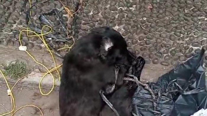 Anjing warna hitam mati mengenaskan.