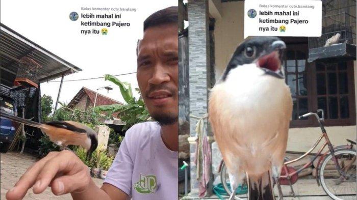 VIRAL Burung Cendet Ditawar Rp1,2 Miliar, Sang Pemilik Tak Tergur, Cuma Mau Lepas Pada Sosok Ini