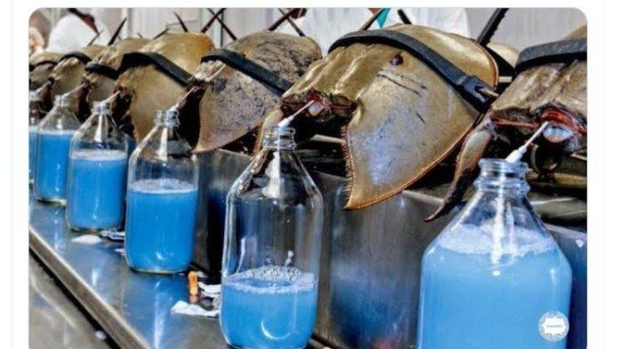 Ilustrasi Biota Laut Mimi-Mintuno atau Kepiting Tapal Kuda. Hewan yang masuk dalam kategori purba dan dilindungi ini punya darah berwarna biru. Harganya mencapai Rp 200 juta per liter.