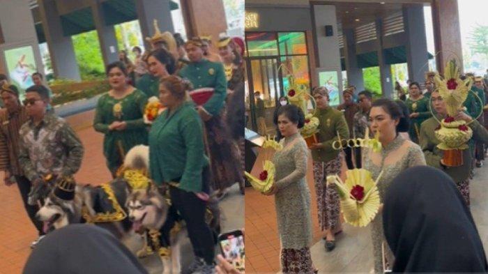 VIRAL Pernikahan Dua Anjing Digelar Mewah, Usung Adat Jawa: Orang Kaya Gabut