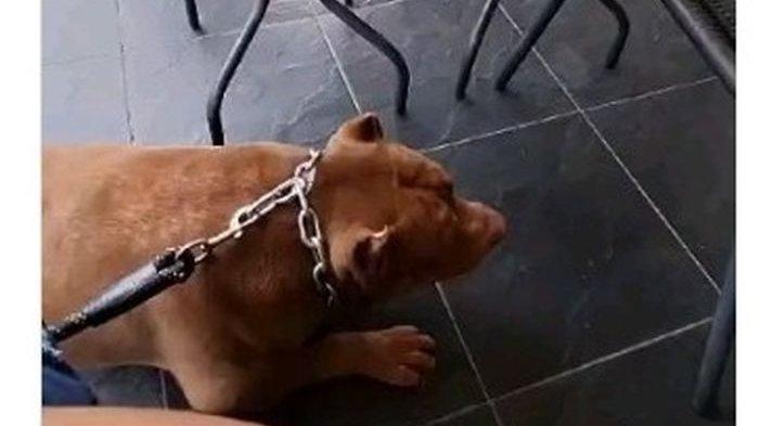 VIRAL Suara Anjing Tetangga Bikin Terganggu,Pemilik Rumah Ini Balas Pasang Speaker Gonggongan Anjing