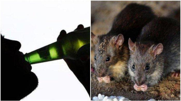 VIRAL Tikus-tikus Berpesta, Polisi Sebut 60 Botol Minuman Keras Habis Digigiti dan Ditenggak Tikus