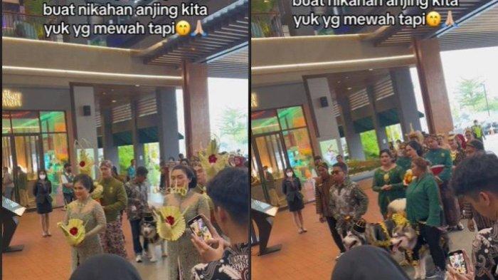 VIRAL Video Pernikahan Mewah Pakai Adat Jawa, Pengantinnya Bukan Manusia, Tapi Anjing