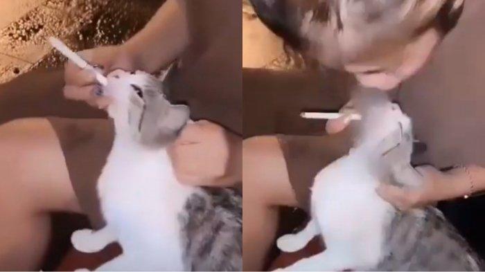 Viral wanita di Tebingtinggi tuai kecaman usai tiupkan asap dan masukkan rokok ke dalam mulut kucing.