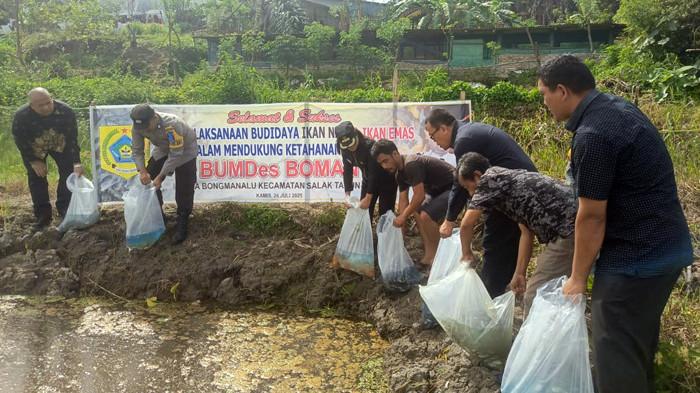 bibit ikan di pakpak bumdes boman