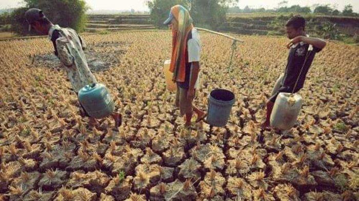 BMKG menyatakan musim kemarau tahun 2019 akan terjadi kekeringan panjang akibat beberapa faktor yaitu fenomena El Nino, kuatnya Muson Australia, dan anomali peningkatan suhu udara akibat perubahan iklim.