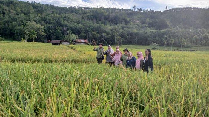 TPL menggandeng Badan Penerapan Standarisasi Instrumen Pertanian (BPSIP) Sumut untuk meninjau lahan pertanian sawah di Desa Sanggapati