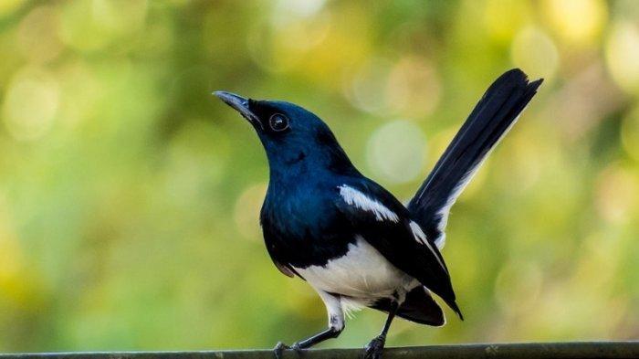 Burung Kacer Jawara Burung Kacer Jawara