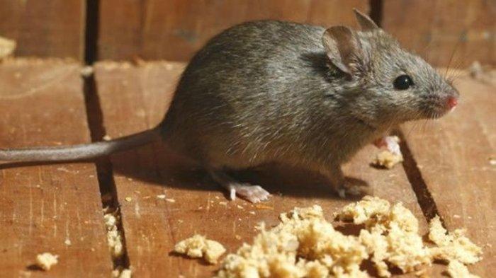 Ilustrasi tikus masuk ke dalam rumah