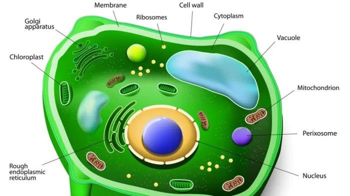 Sel : Pengertian, Teori dan Ciri-cirinya, Materi Belajar Biologi